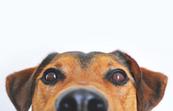 Evento sobre Causa Animal acontecerá em maio